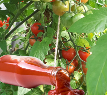 Tomatenplant met halfrijpe en rijpe tomaten. Met ketchupfles op de voorgrond