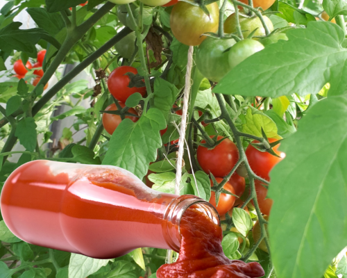 Tomatenplant met halfrijpe en rijpe tomaten. Met ketchupfles op de voorgrond