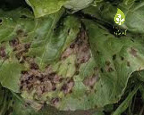 Xanthomonas campestris koolblad met rotting veroorzaakt door de Xanthomonas campestris